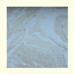 scrap - Mramorový papír - bílý se zlatým mramorováním