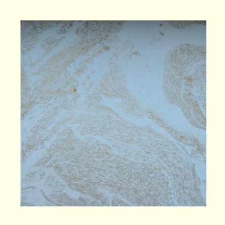 scrap - Mramorový papír - bílý se zlatým mramorováním